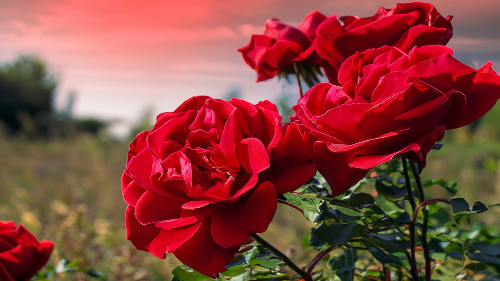 Origen del color Rojo en la Naturaleza