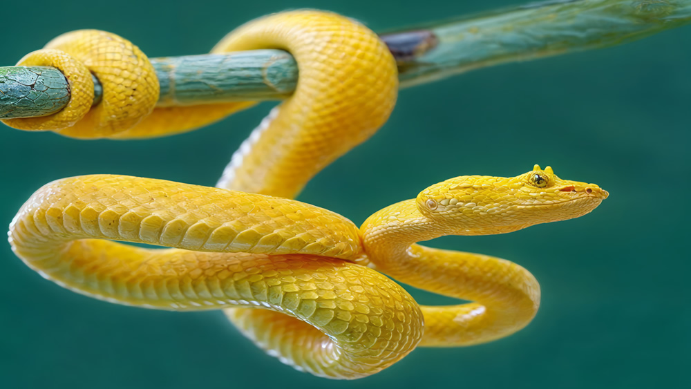 El Significado del Color Amarillo en el Reino Animal